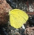 Eurema hecabe